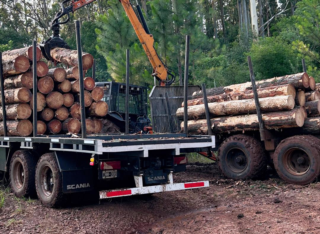 Operaciones madera aserrada mayorista Argentina